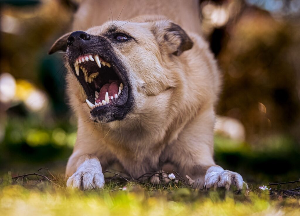 Children More Likely to be Bitten by Dogs